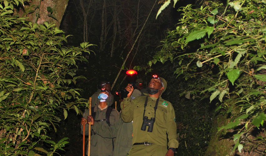 Night Walking Safari